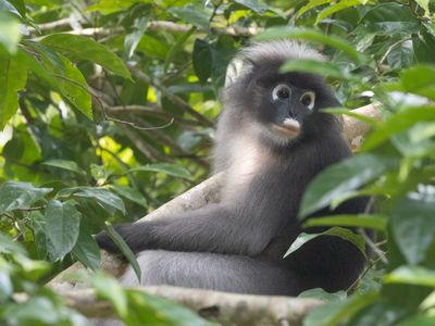 Dusky Langur / Brillangoer / Trachypithecus obscurus