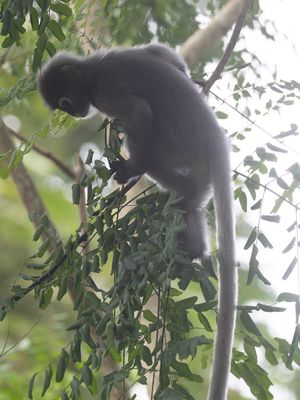 Dusky Langur / Brillangoer / Trachypithecus obscurus