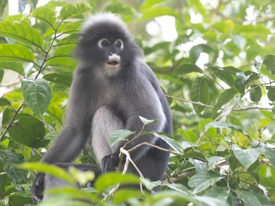 Dusky Langur / Brillangoer / Trachypithecus obscurus