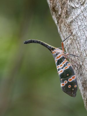 Pyrops spinolae