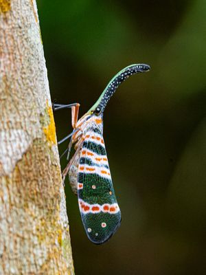 Pyrops spinolae