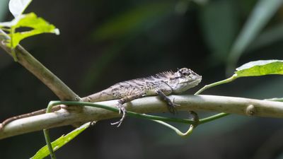 Forest Crested Lizard / Bloedzuigeragaam / Calotes emma