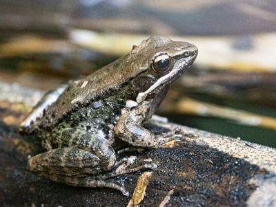 Black-spotted Stream Frog / Sylvirana nigrovittata