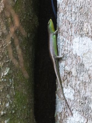 Olive Dasia / Dasia olivacea