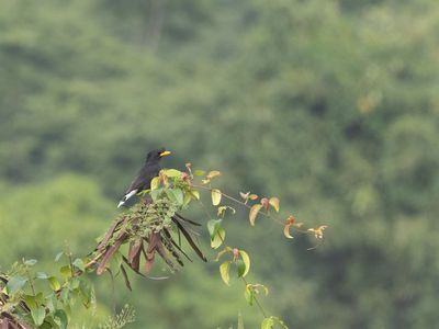 Great Myna / Grote maina / Acridotheres grandis