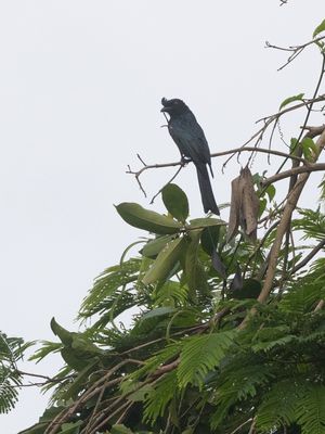 Greater Raquet-tailed Drongo / Vlaggendrongo / Dicrurus paradiseus