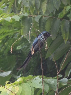 Bronzed Drongo / Bronsdrongo / Dicrurus aeneus