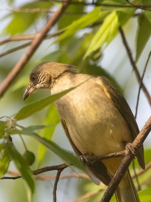 Streak-eared Bulbul / Conrads Buulbuul / Pycnonotus conradi