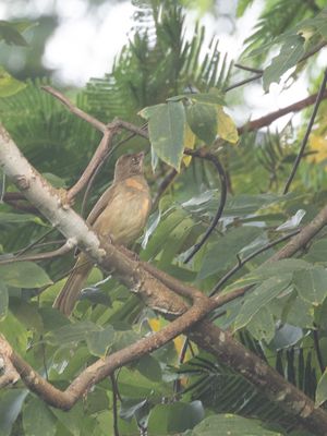 Streak-eared Bulbul / Conrads Buulbuul / Pycnonotus conradi