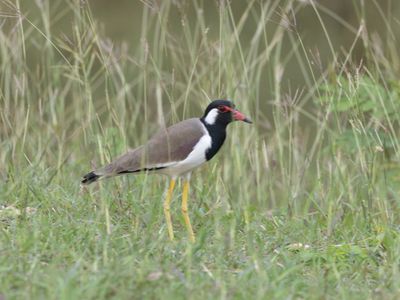 Red-wattled Lapwing / Indische Kievit / Vanellus indicus