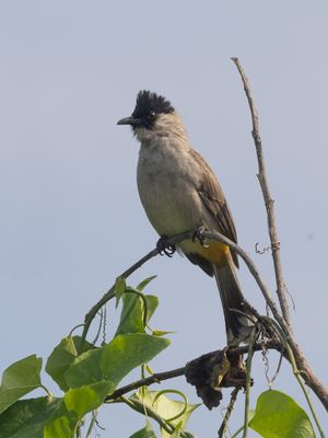 Sooty-headed Bulbul / Roetkopbuulbuul / Pycnonotus aurigaster