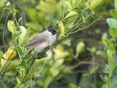 Sooty-headed Bulbul / Roetkopbuulbuul / Pycnonotus aurigaster