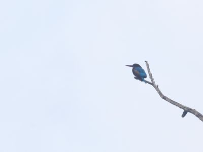 Black-capped Kingfisher / Zwartkapijsvogel / Halcyon pileata