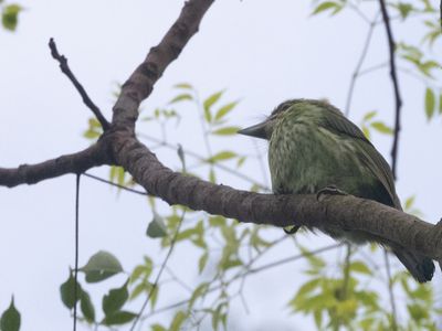 Green-eared Barbet / Groenoorbaardvogel / Psilopogon faiostrictus