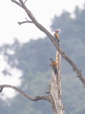 Greater Flameback / Grote goudrugspecht / Chrysocolaptes guttacristatus