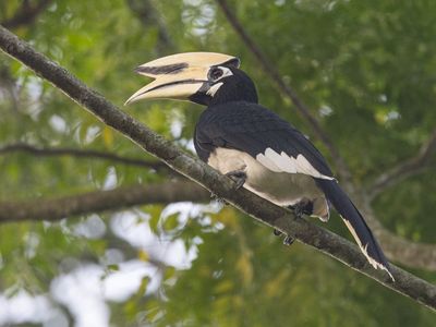 Oriental Pied Hornbill / Indische Neushoornvogel / Anthracoceros albirostris