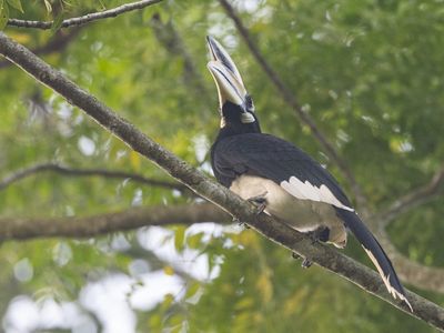Oriental Pied Hornbill / Indische Neushoornvogel / Anthracoceros albirostris