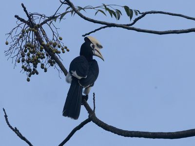 Oriental Pied Hornbill / Indische Neushoornvogel / Anthracoceros albirostris