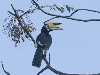 Oriental Pied Hornbill / Indische Neushoornvogel / Anthracoceros albirostris