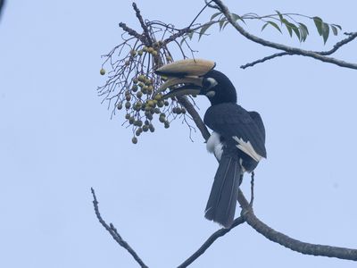 Oriental Pied Hornbill / Indische Neushoornvogel / Anthracoceros albirostris