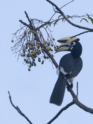 Oriental Pied Hornbill / Indische Neushoornvogel / Anthracoceros albirostris