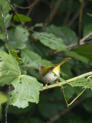 Dark-necked Tailorbird / Gestreepte Snijdervogel / Orthotomus atrogularis