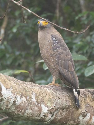 Crested Serpent-eagle / Indische Slangenarend / Spilornis cheela