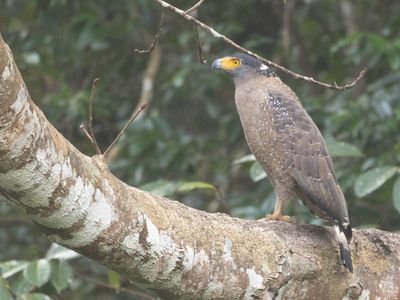 Crested Serpent-eagle / Indische Slangenarend / Spilornis cheela