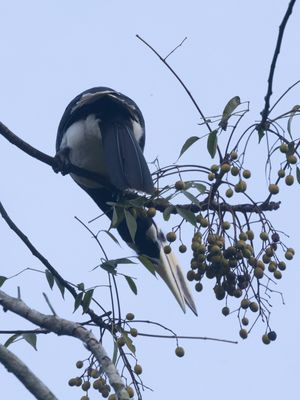 Oriental Pied Hornbill / Indische Neushoornvogel / Anthracoceros albirostris