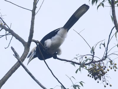 Oriental Pied Hornbill / Indische Neushoornvogel / Anthracoceros albirostris