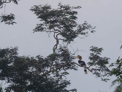 Great Hornbill / Dubbelhoornige Neushoornvogel / Buceros bicornis