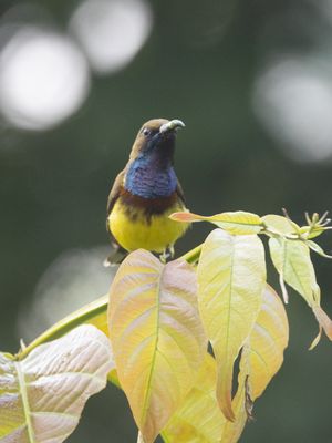 Ornate Sunbird / Soendahoningzuiger / Cinnyris ornatus