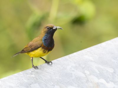 Ornate Sunbird / Soendahoningzuiger / Cinnyris ornatus