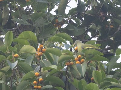 Thick-billed Green Pigeon / Dikbekpapegaaiduif / Treron curvirostra