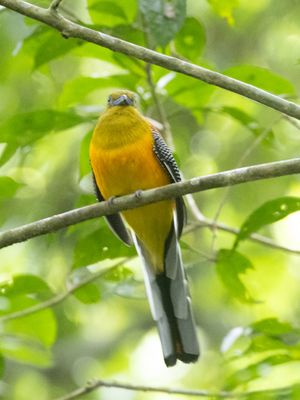 Orange-breasted Trogon / Groenkoptrogon / Harpactes oreskios