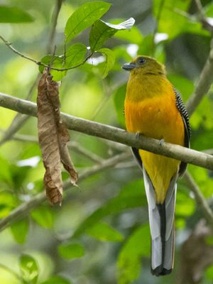 Orange-breasted Trogon / Groenkoptrogon / Harpactes oreskios