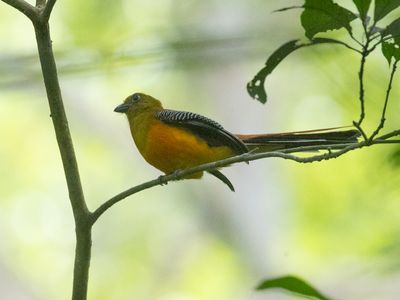 Orange-breasted Trogon / Groenkoptrogon / Harpactes oreskios