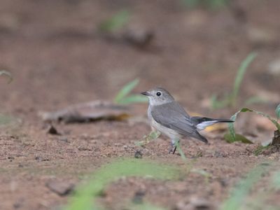 Taiga Flycatcher / Taigavliegenvanger / Ficedula albicilla