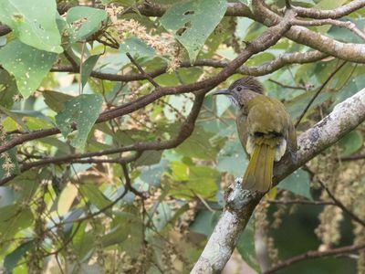 Mountain Bulbul / Groenvleugelbuulbuul / Ixos mcclellandii