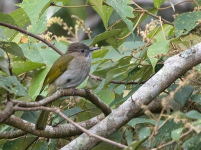 Mountain Bulbul / Groenvleugelbuulbuul / Ixos mcclellandii