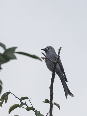 Ashy Drongo / Grijze Drongo / Dicrurus leucophaeus
