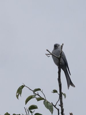 Ashy Drongo / Grijze Drongo / Dicrurus leucophaeus