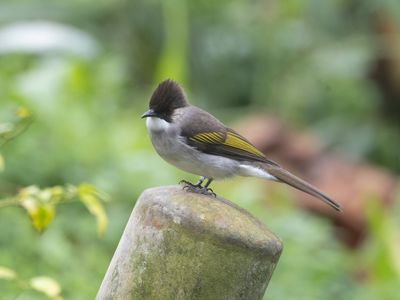 Ashy Bulbul / Asgrijze Bulbul / Hemixos flavala