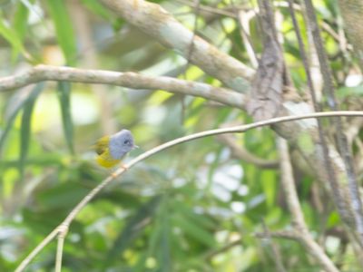 Grey-headed Canary-flycatcher / Grijskopvliegenvanger / Culicicapa ceylonensis