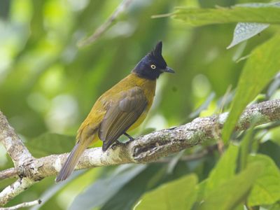 Black-crested Bulbul / Zwartkuifbuulbuul / Rubigula flaviventris