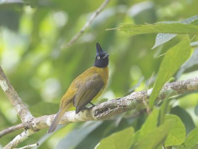 Black-crested Bulbul / Zwartkuifbuulbuul / Rubigula flaviventris