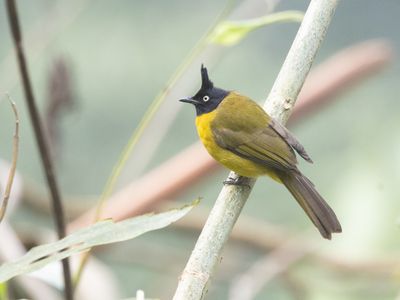 Black-crested Bulbul / Zwartkuifbuulbuul / Rubigula flaviventris