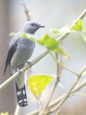 Black-winged Cuckooshrike / Rouwrupsvogel / Lalage melaschistos