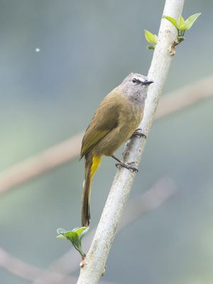 Flavescent Bulbul / Geelwangbuulbuul / Pycnonotus flavescens