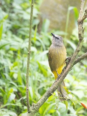 Flavescent Bulbul / Geelwangbuulbuul / Pycnonotus flavescens